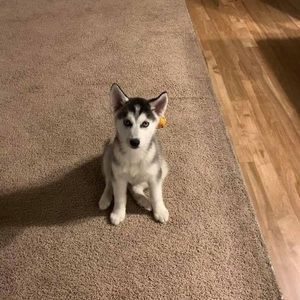 Meet your Posher, Chris